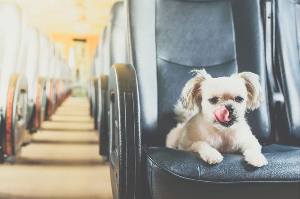 Podróżowanie z psem