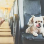 Podróżowanie z psem